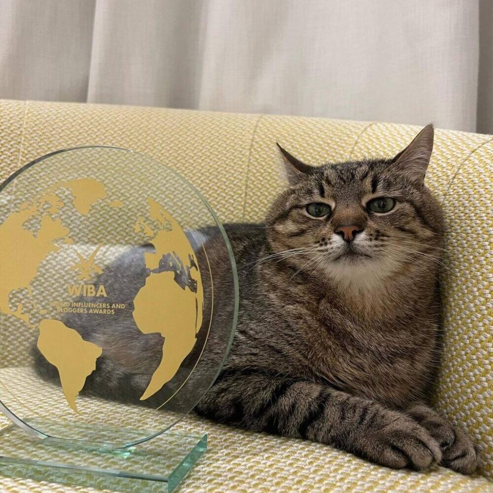 Знаменитий кіт Степан отримав престижну премію WIBA у Каннах - 1 - изображение