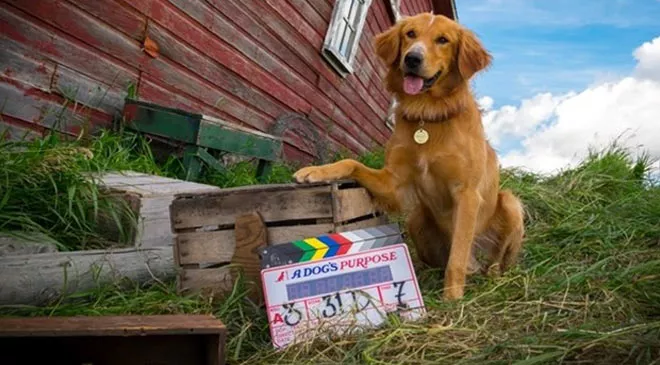 Фильмы, после которых вы захотите завести собаку - 1 - изображение