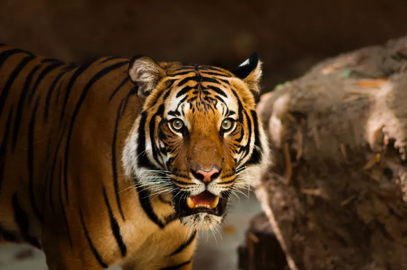 Тест: какой вы тигр? - 13 - изображение