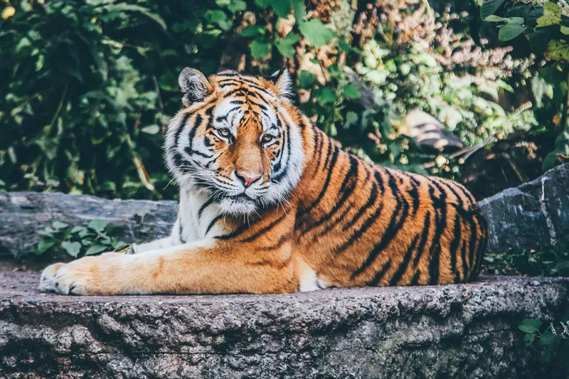 Тест: какой вы тигр? - 14 - изображение