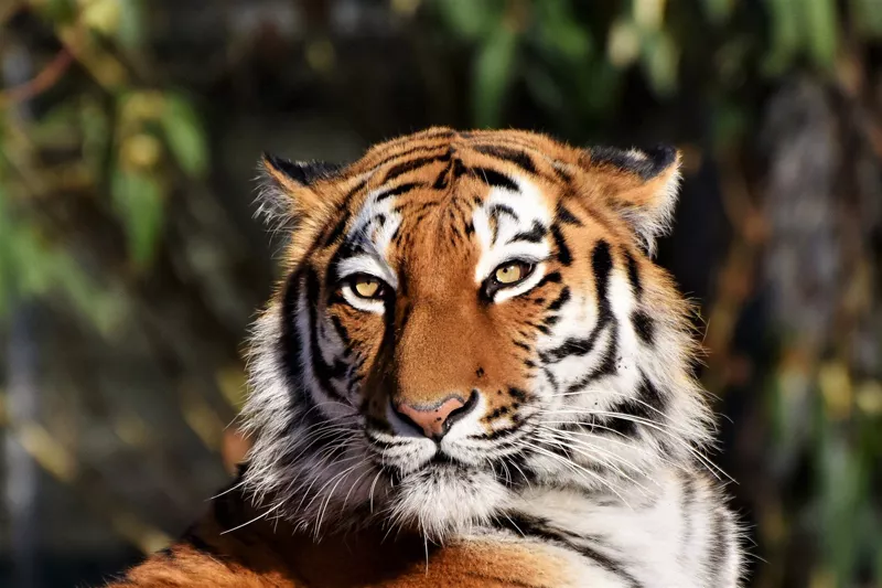 Тест: какой вы тигр? - 15 - изображение