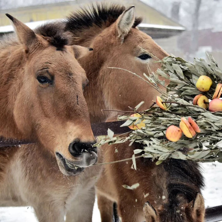 Киевзоо приглашает посмотреть на угощение яблоками зубров, бизонов и лошадей Пржевальского - 1 - изображение