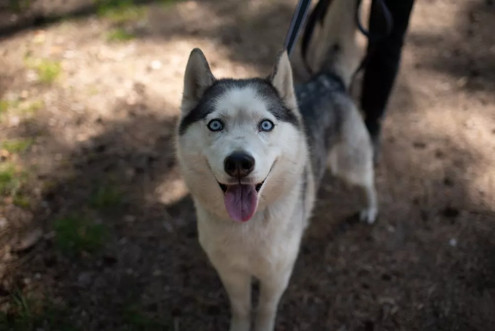 Oleksiy Sukhanov urged to support animals