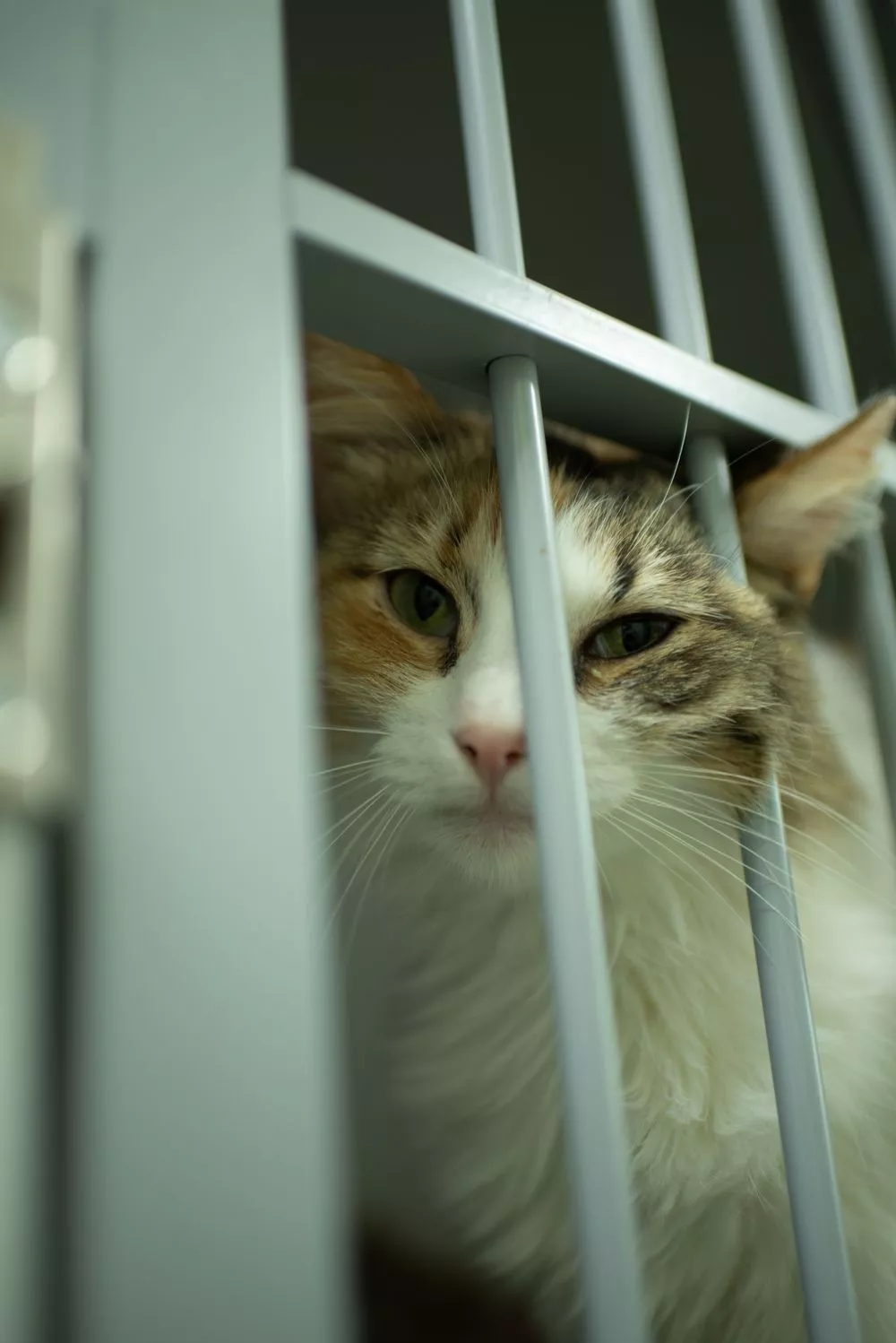 animals in the shelter
