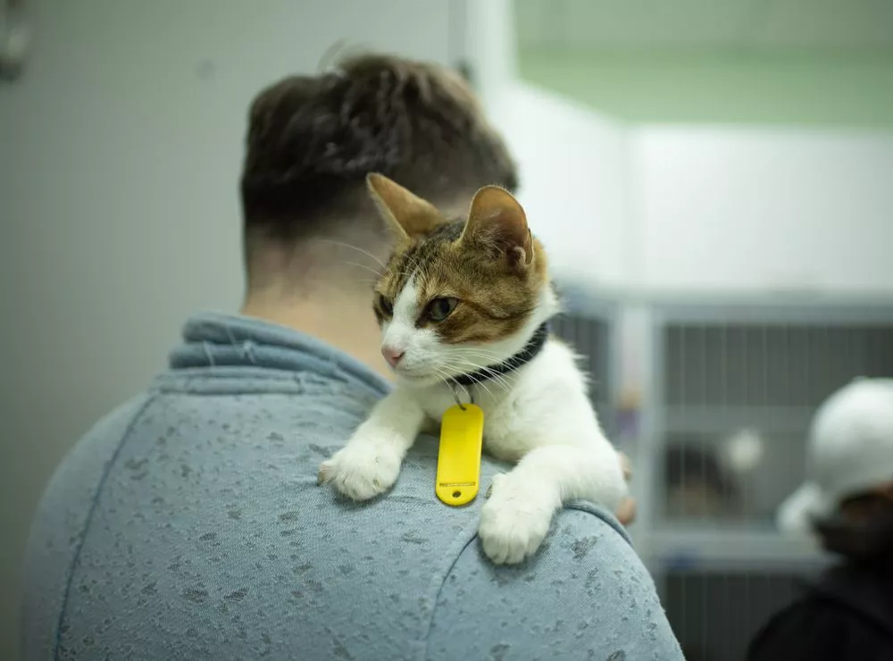 animals in the shelter