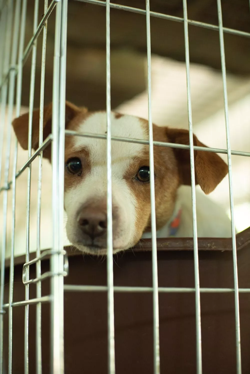 animals in the shelter